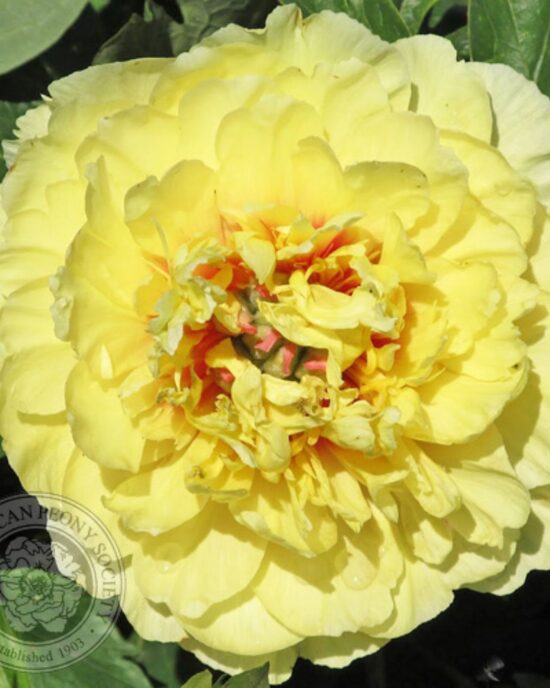 6. ITOH peonijas 'Garden Treasure' 3/5 pumpuru sakne